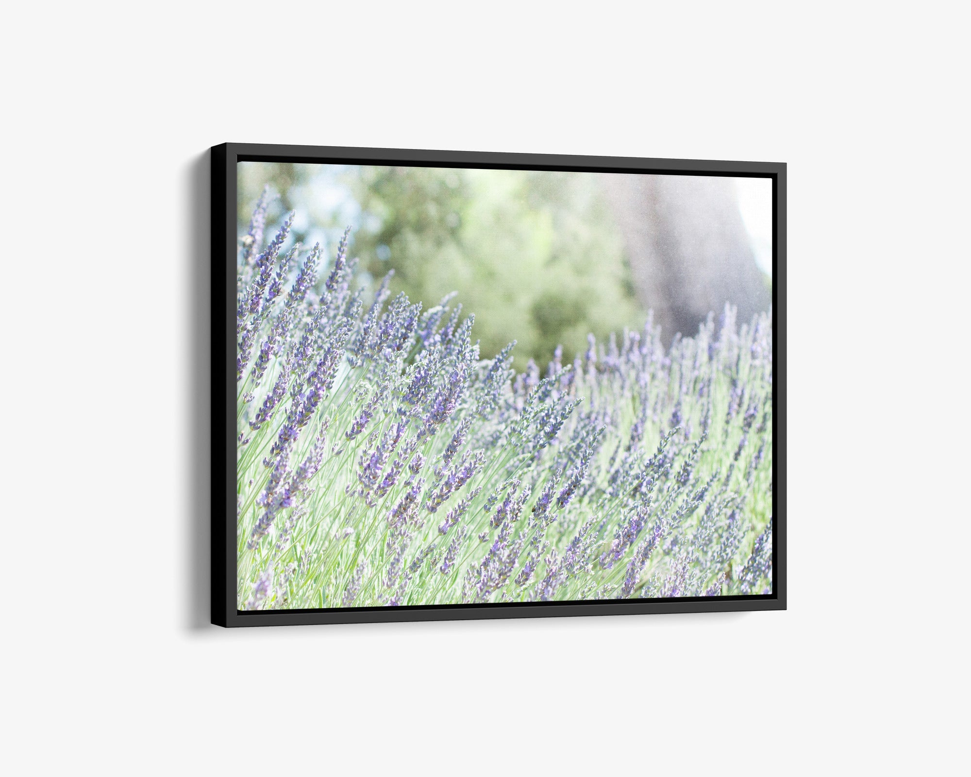 Rustic Canvas Wall Art, &#39;Fields of Lavender&#39;