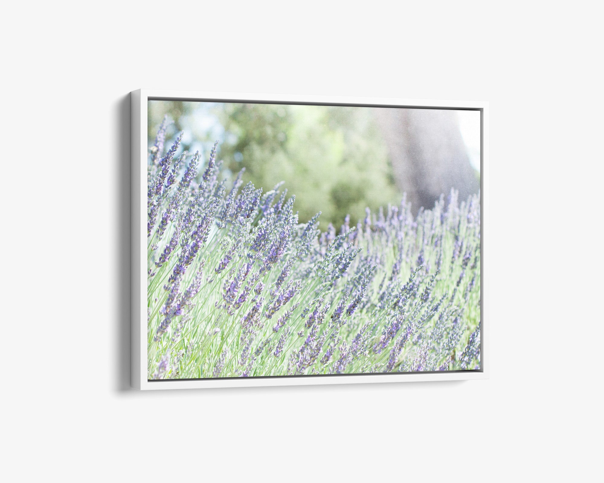 Rustic Canvas Wall Art, &#39;Fields of Lavender&#39;