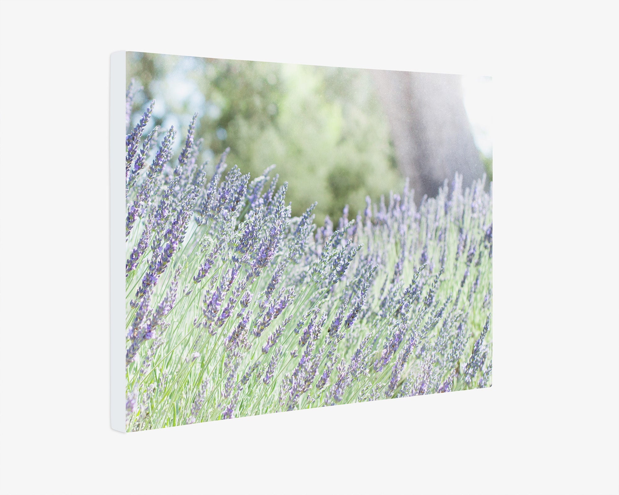 Rustic Canvas Wall Art, &#39;Fields of Lavender&#39;