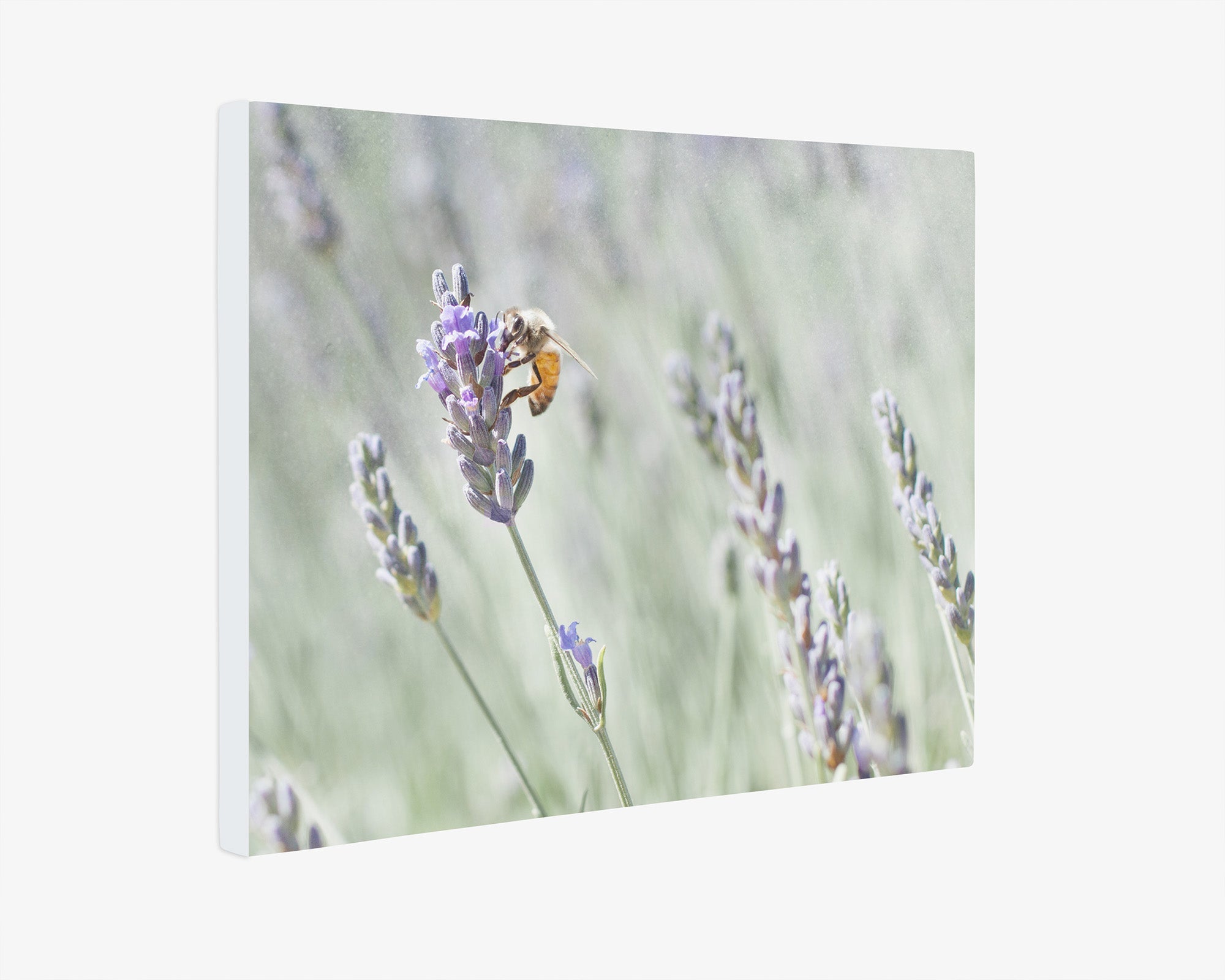 Rustic Canvas Wall Art, &#39;Lavender for Bees&#39;