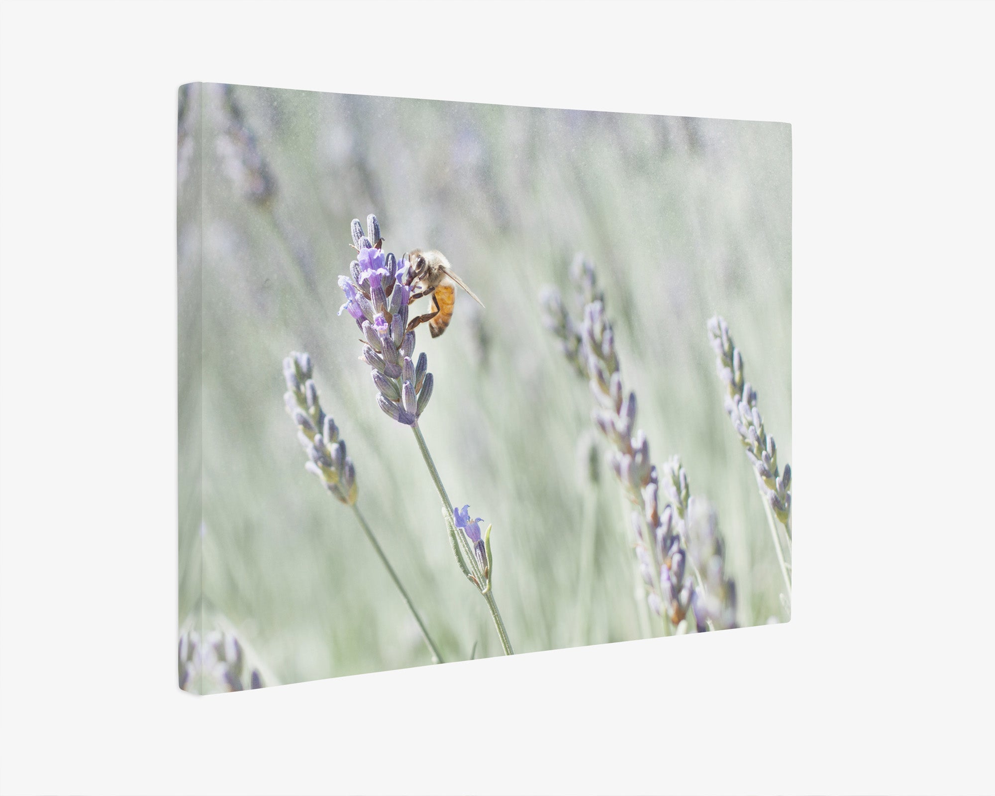 Rustic Canvas Wall Art, &#39;Lavender for Bees&#39;