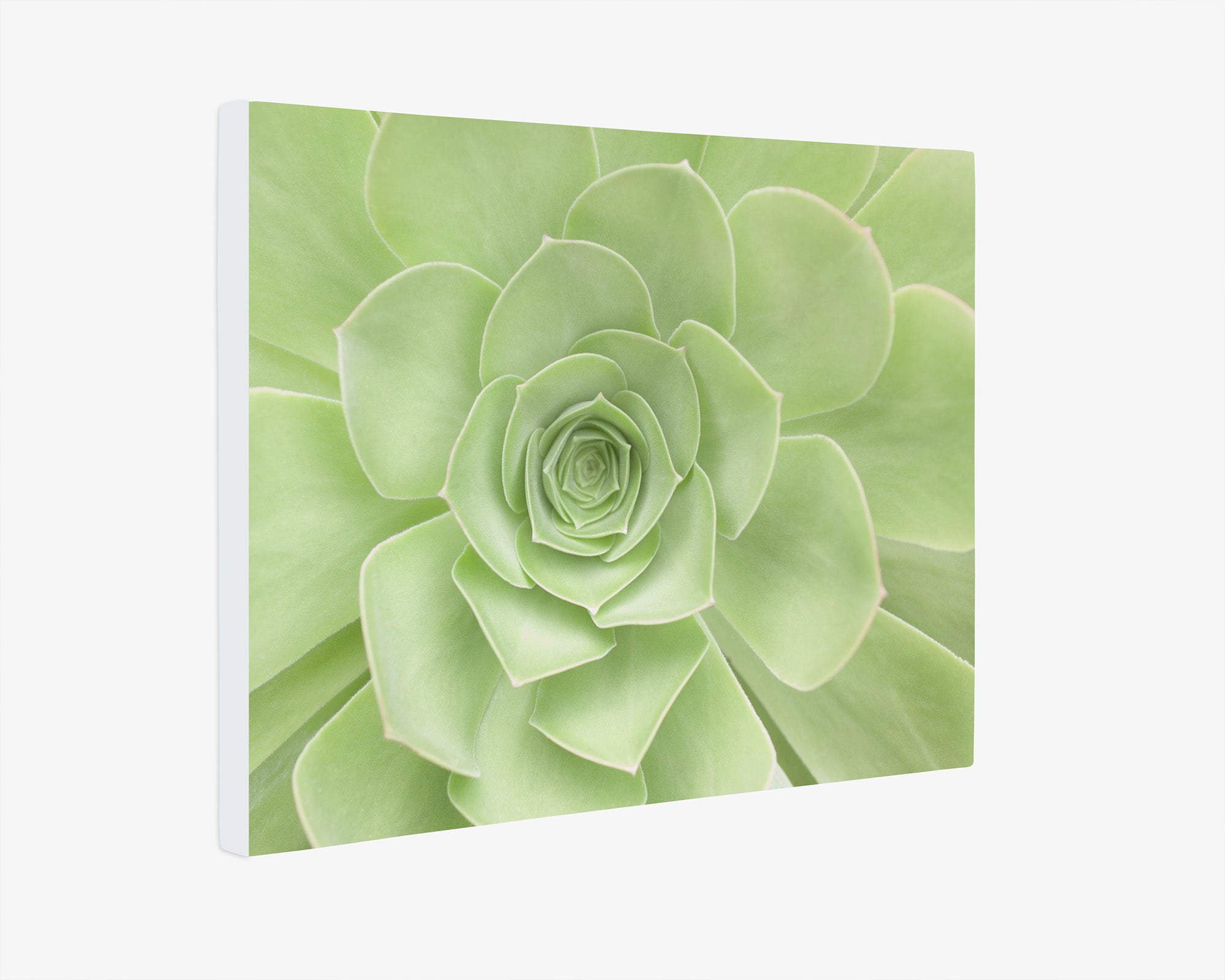 Sage Green Wall Art, &#39;Succulent Heart&#39;