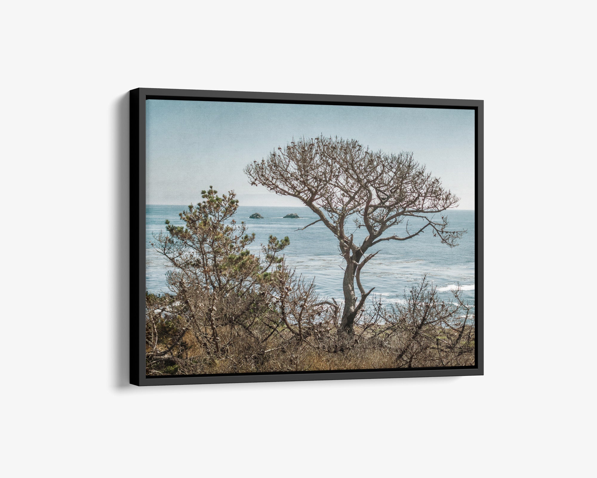 California Landscape Canvas Art in Big Sur, &#39;Wind Blown Tree&#39;