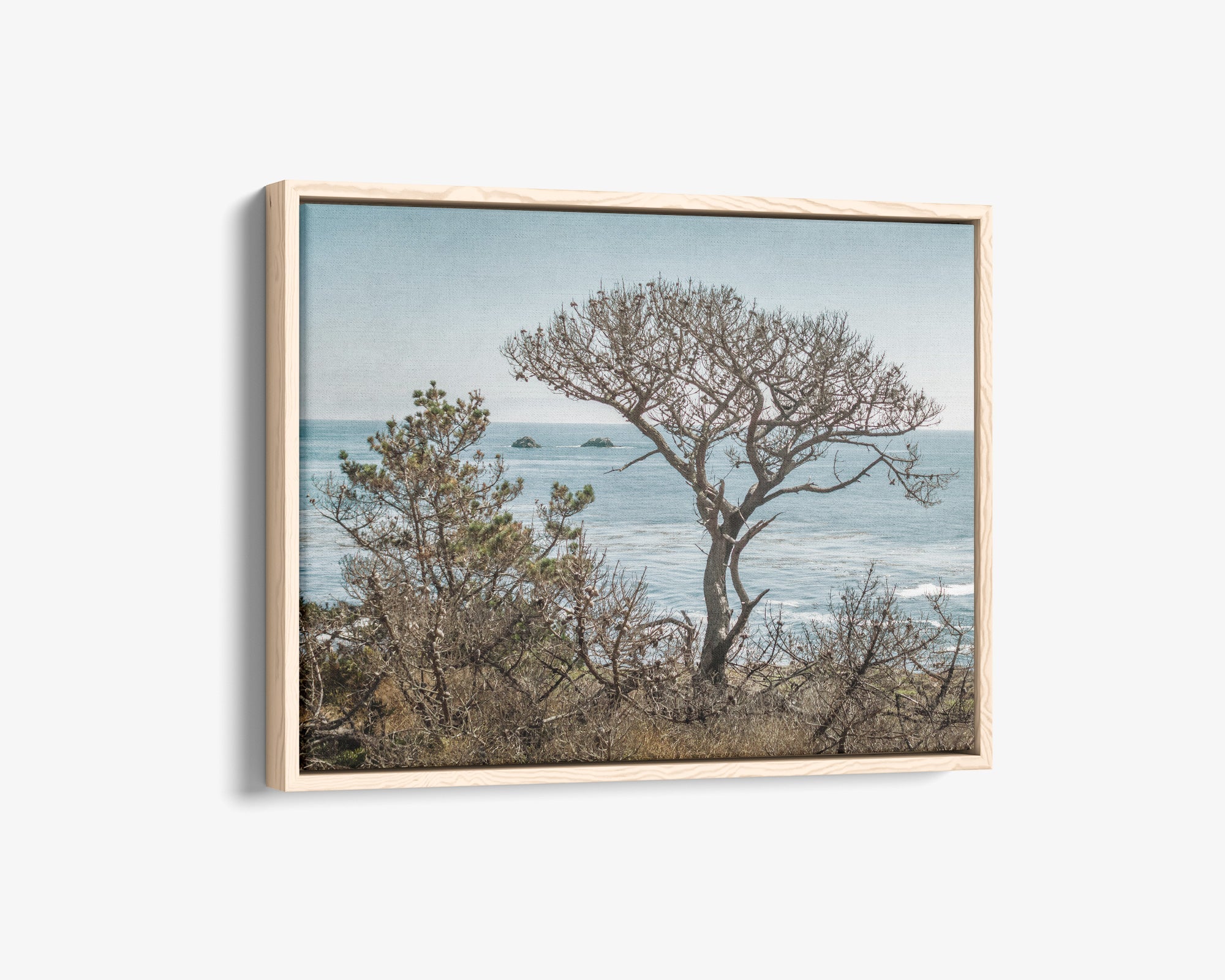 California Landscape Canvas Art in Big Sur, &#39;Wind Blown Tree&#39;
