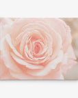 Pink Rose Canvas Wall Art, 'Pink and Shabby'