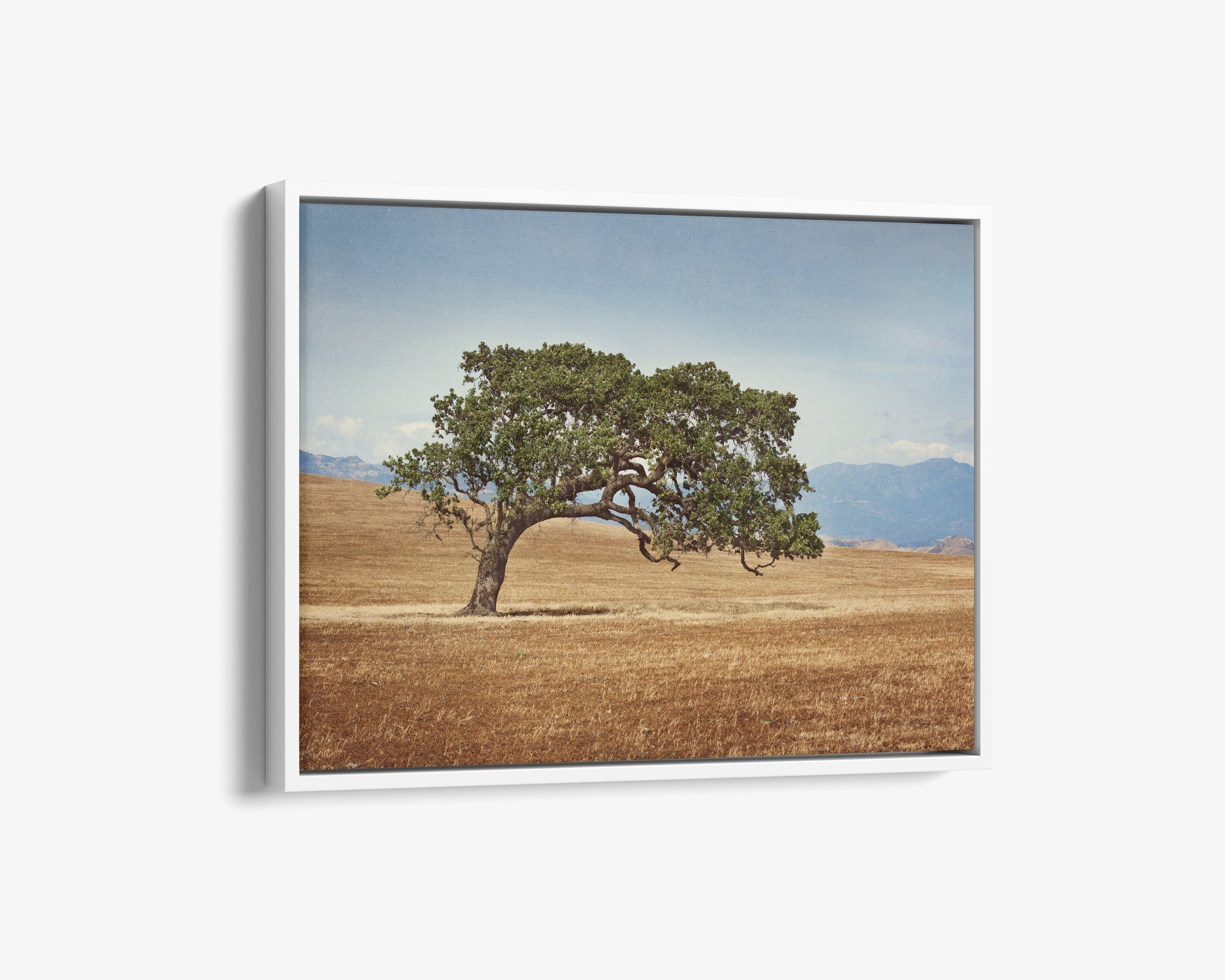 California Landscape Wall Art, Oak Tree Canvas &#39;Windswept&#39;