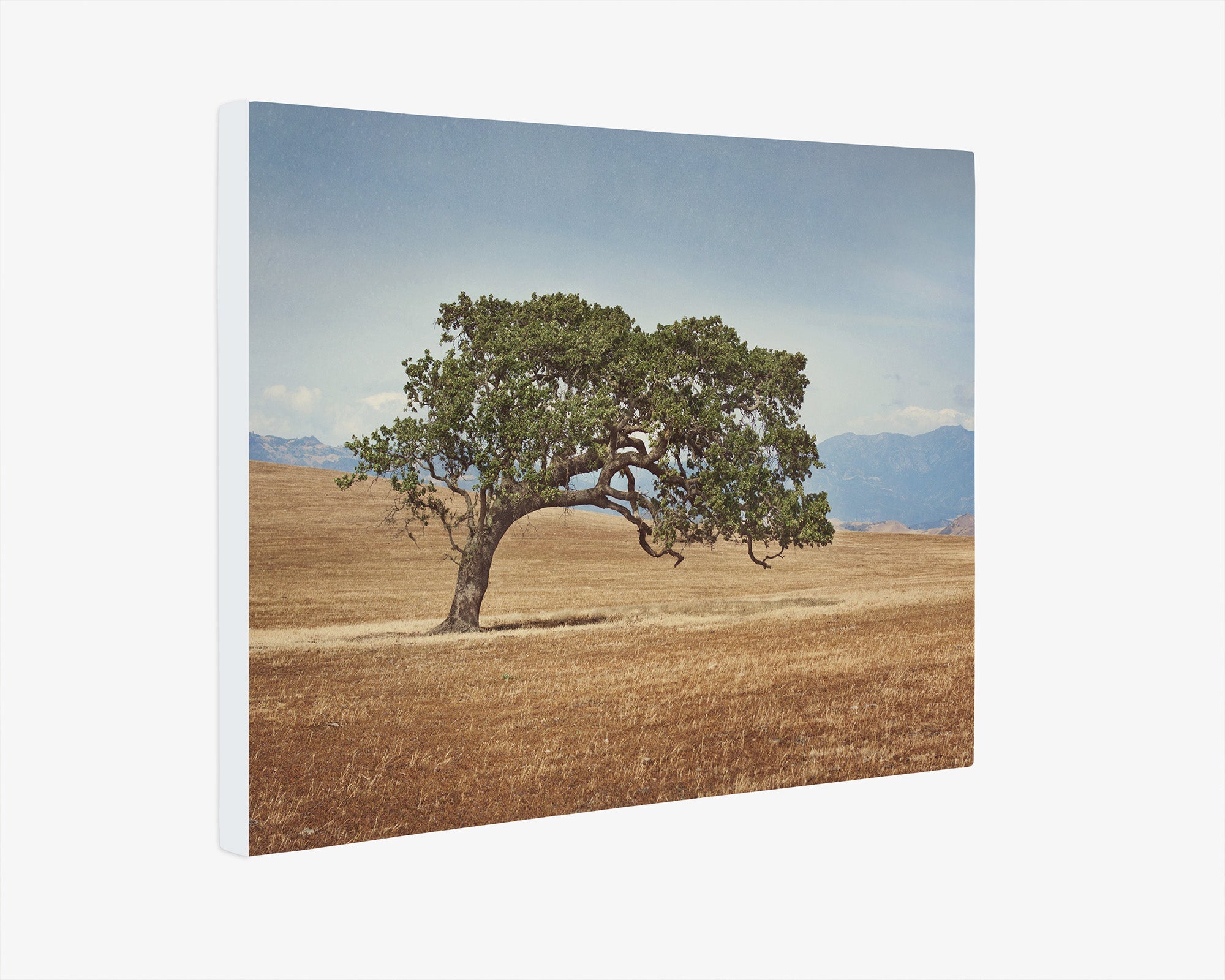 California Landscape Wall Art, Oak Tree Canvas &#39;Windswept&#39;