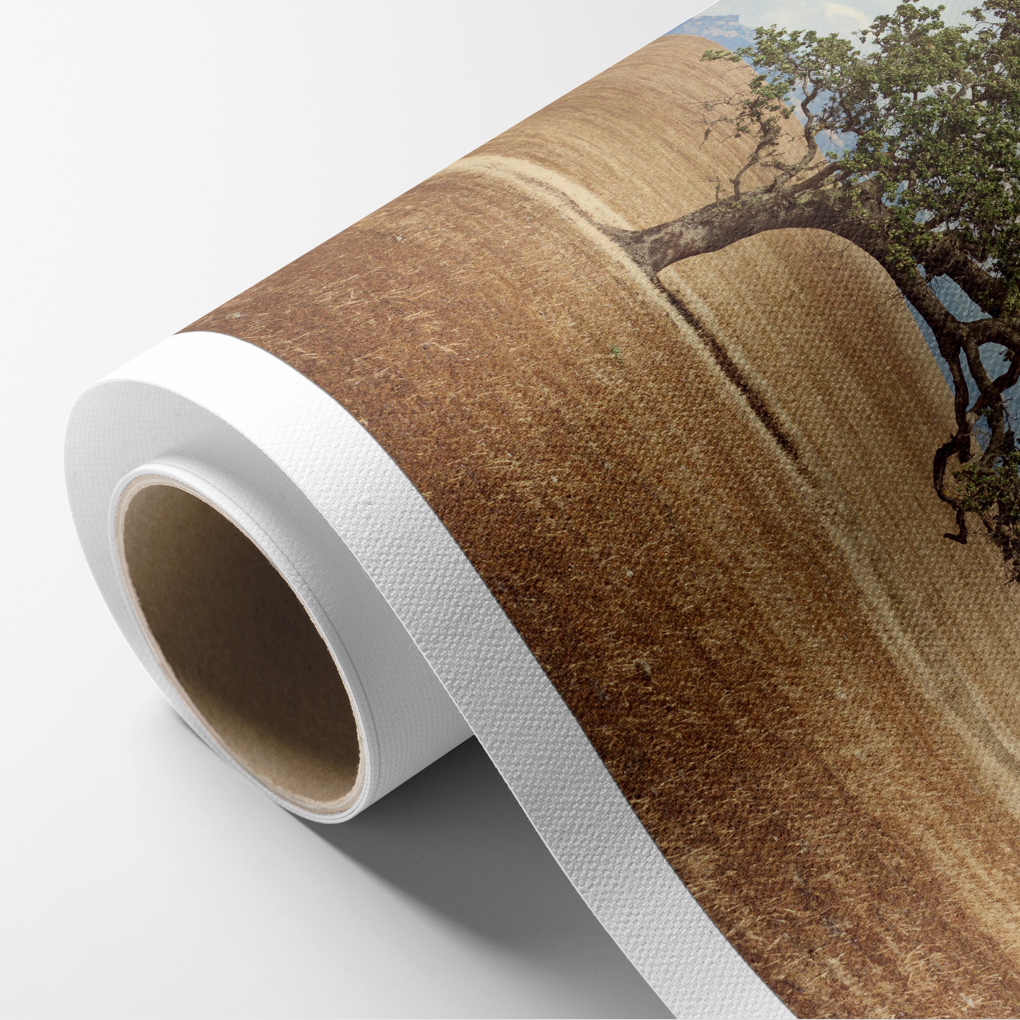 California Landscape Wall Art, Oak Tree Canvas &#39;Windswept&#39;