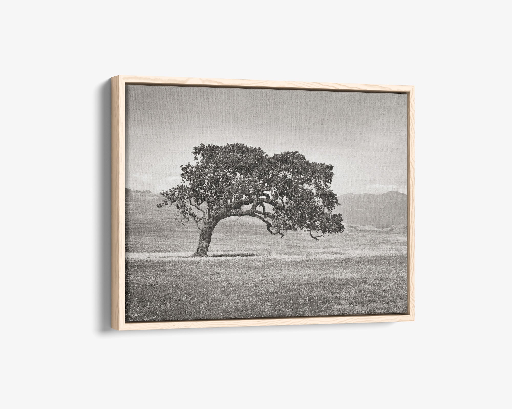 Californian Oak Tree Landscape Canvas, &#39;Windswept (Black and White)&#39;