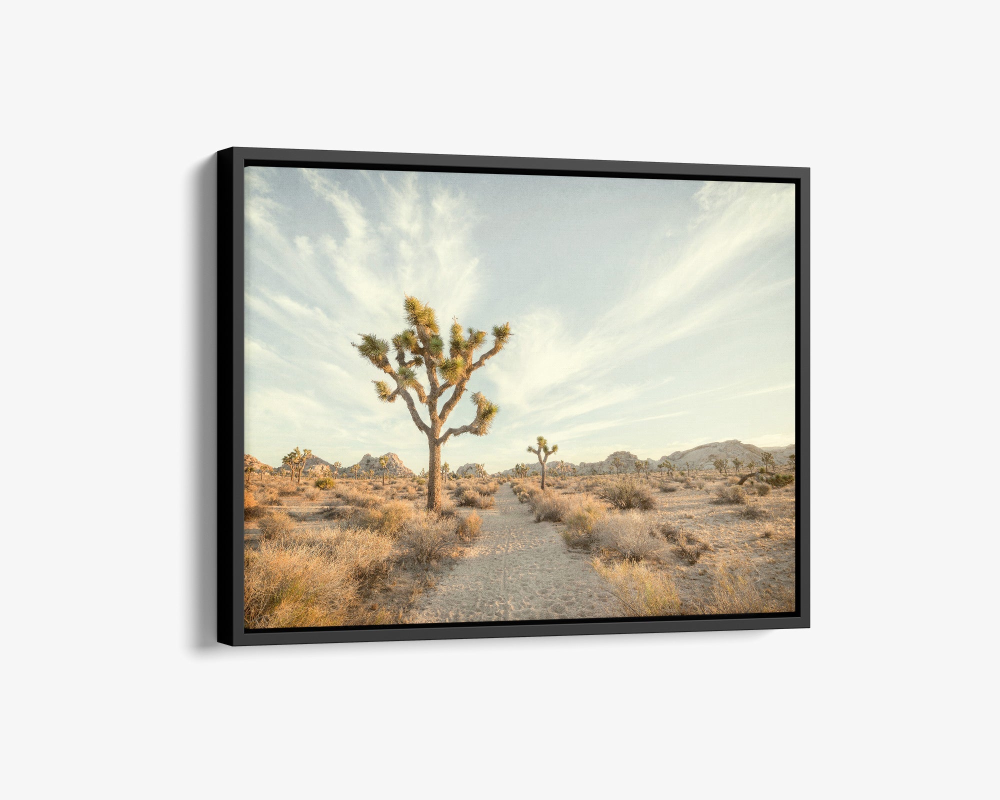 Joshua Tree Canvas Wall Art, &#39;Path to Joshua&#39;