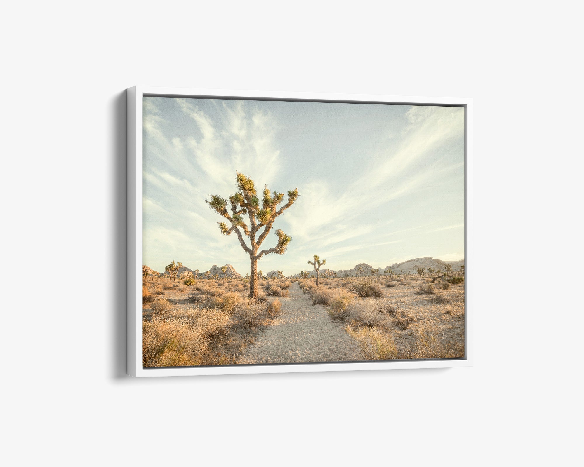 Joshua Tree Canvas Wall Art, &#39;Path to Joshua&#39;