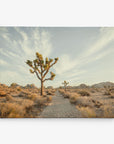 Joshua Tree Canvas Wall Art, 'Path to Joshua'