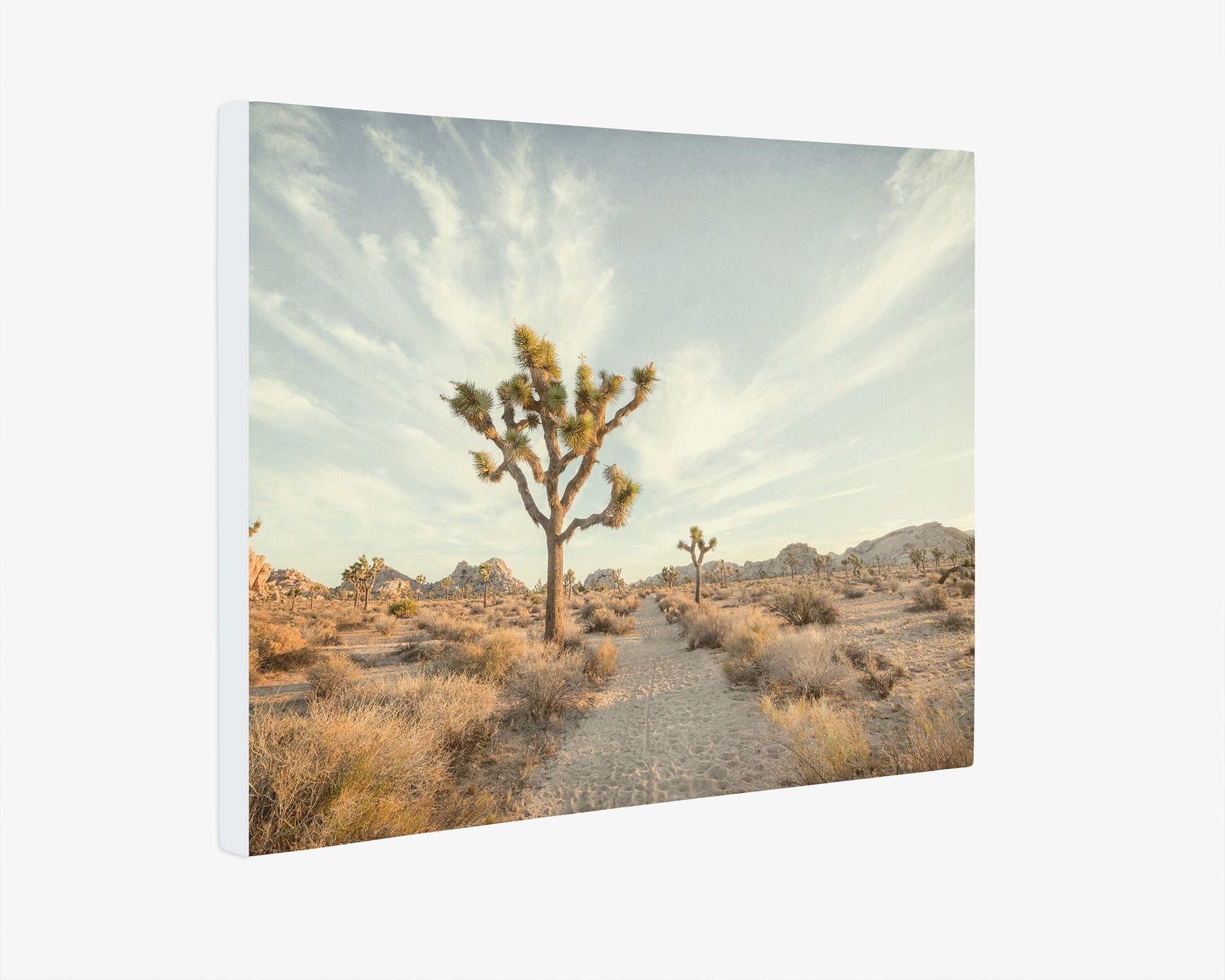 Joshua Tree Canvas Wall Art, &#39;Path to Joshua&#39;