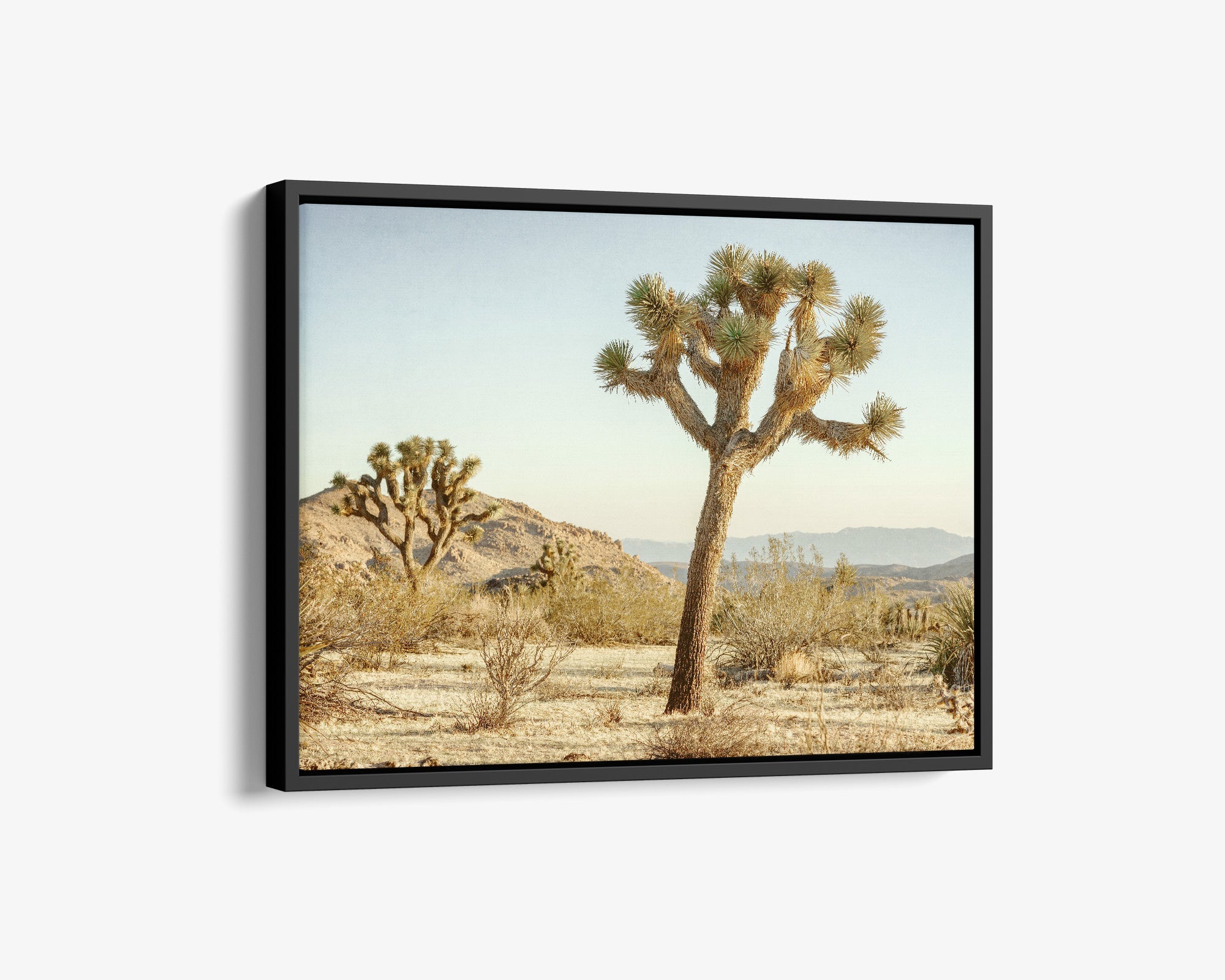 Joshua Tree Canvas Wall Art, &#39;Mighty Joshua&#39;