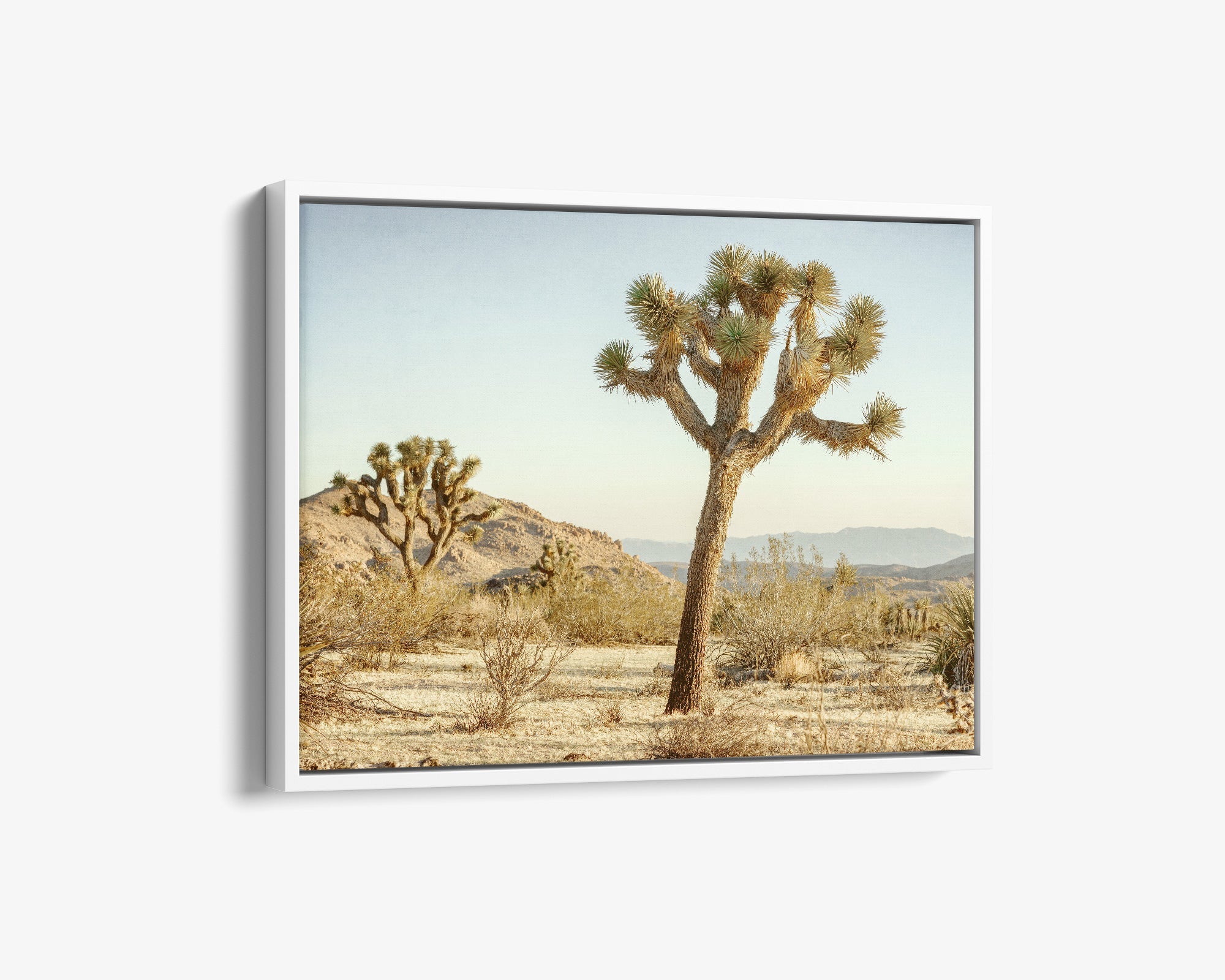 Joshua Tree Canvas Wall Art, &#39;Mighty Joshua&#39;