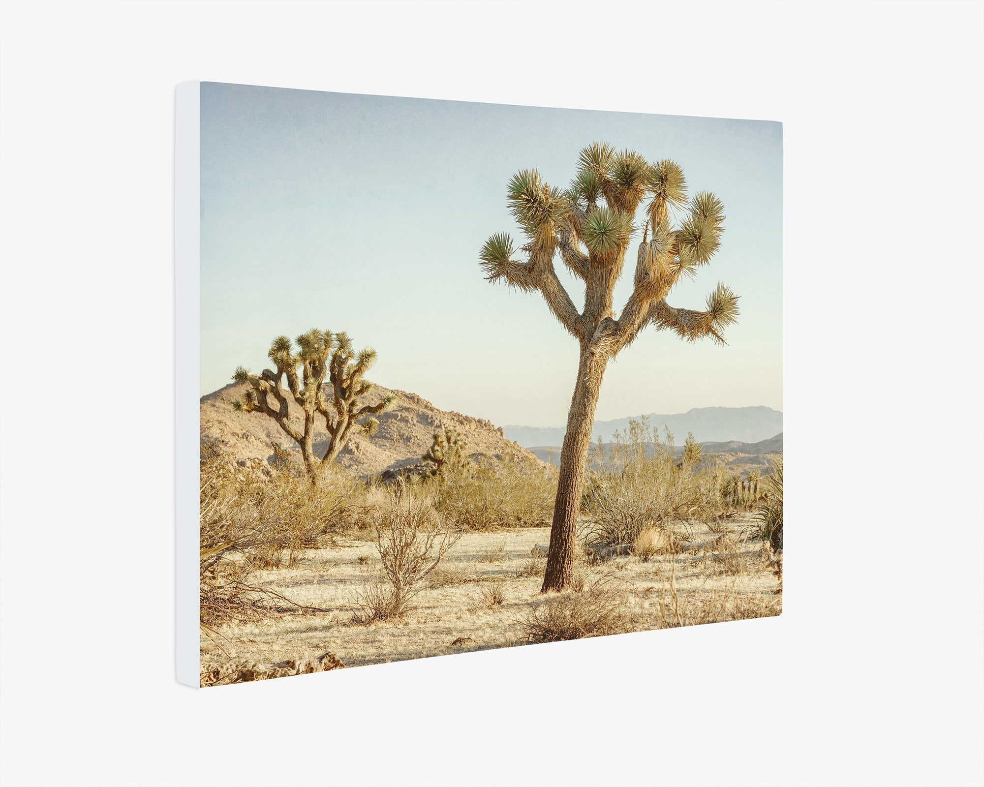 Joshua Tree Canvas Wall Art, &#39;Mighty Joshua&#39;