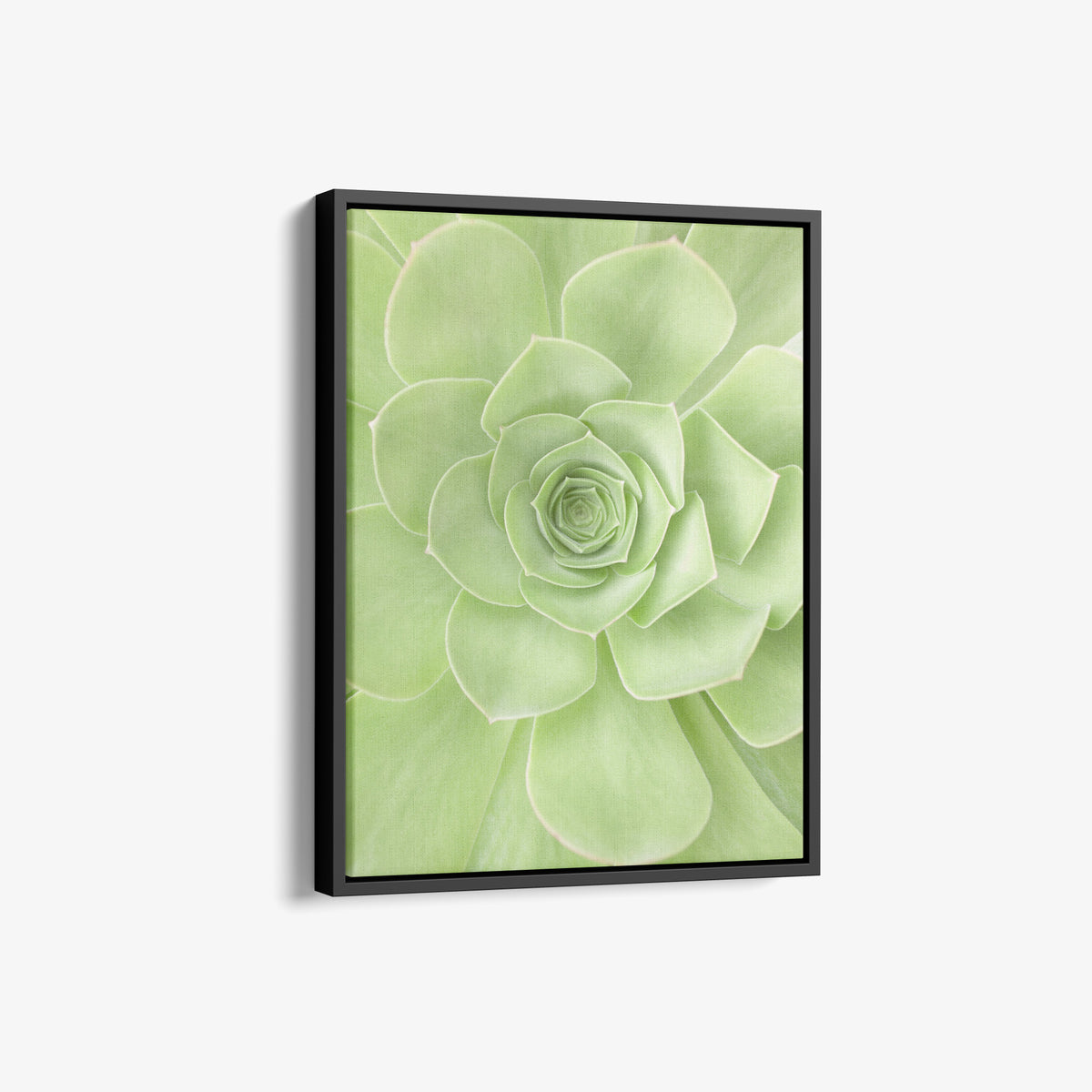 plants string Buy String Of Pearls Hanging Succulent Plant Online 4 inch / Watercolor Custom Pot by Succulents Box main image 1