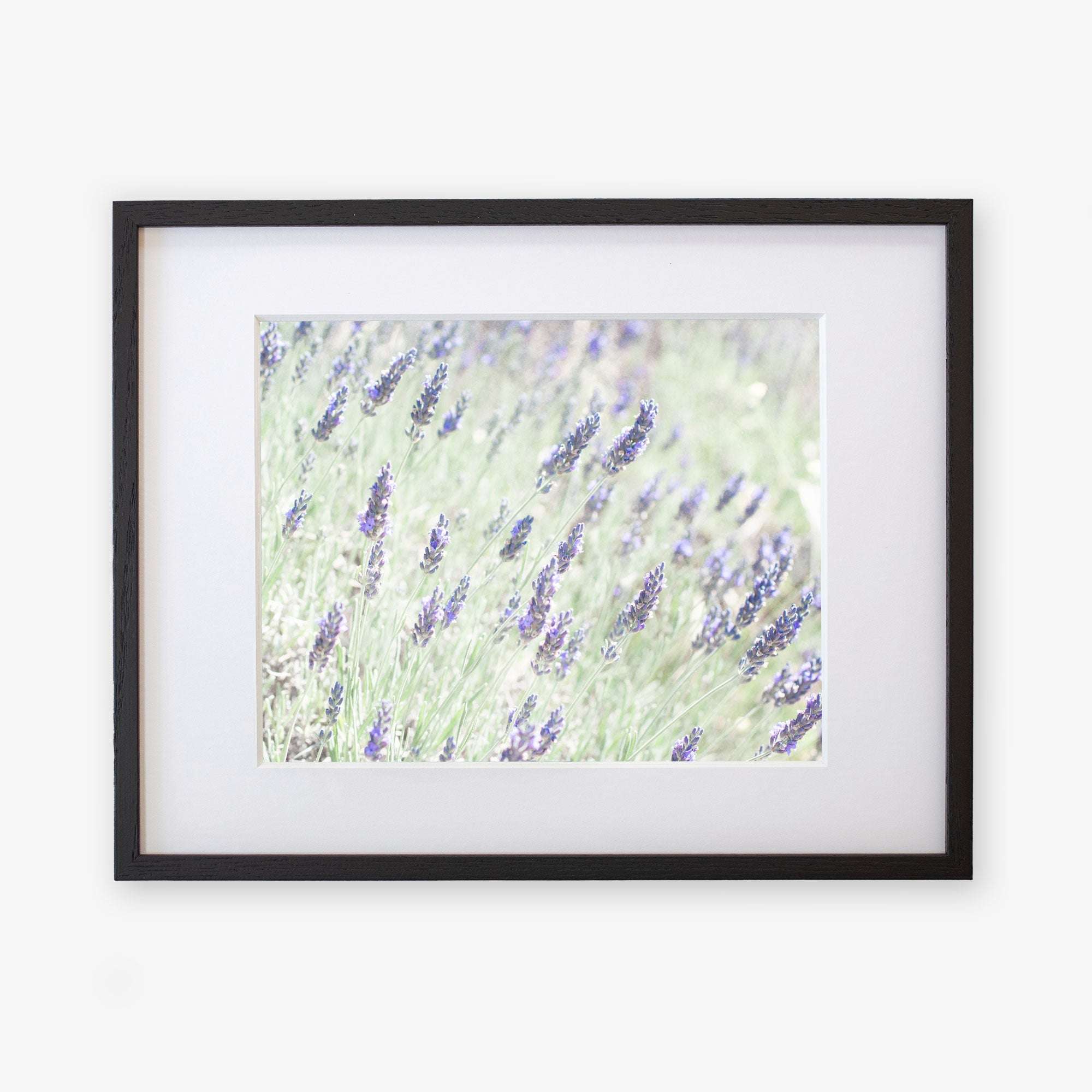 A framed photograph of Floral Purple Print, &#39;Lavender for LaLa&#39; flowers, showcasing vibrant purple blossoms against a soft-focus green background, printed on archival photographic paper. The frame is simple, black, with a white mat border. Created by Offley Green.