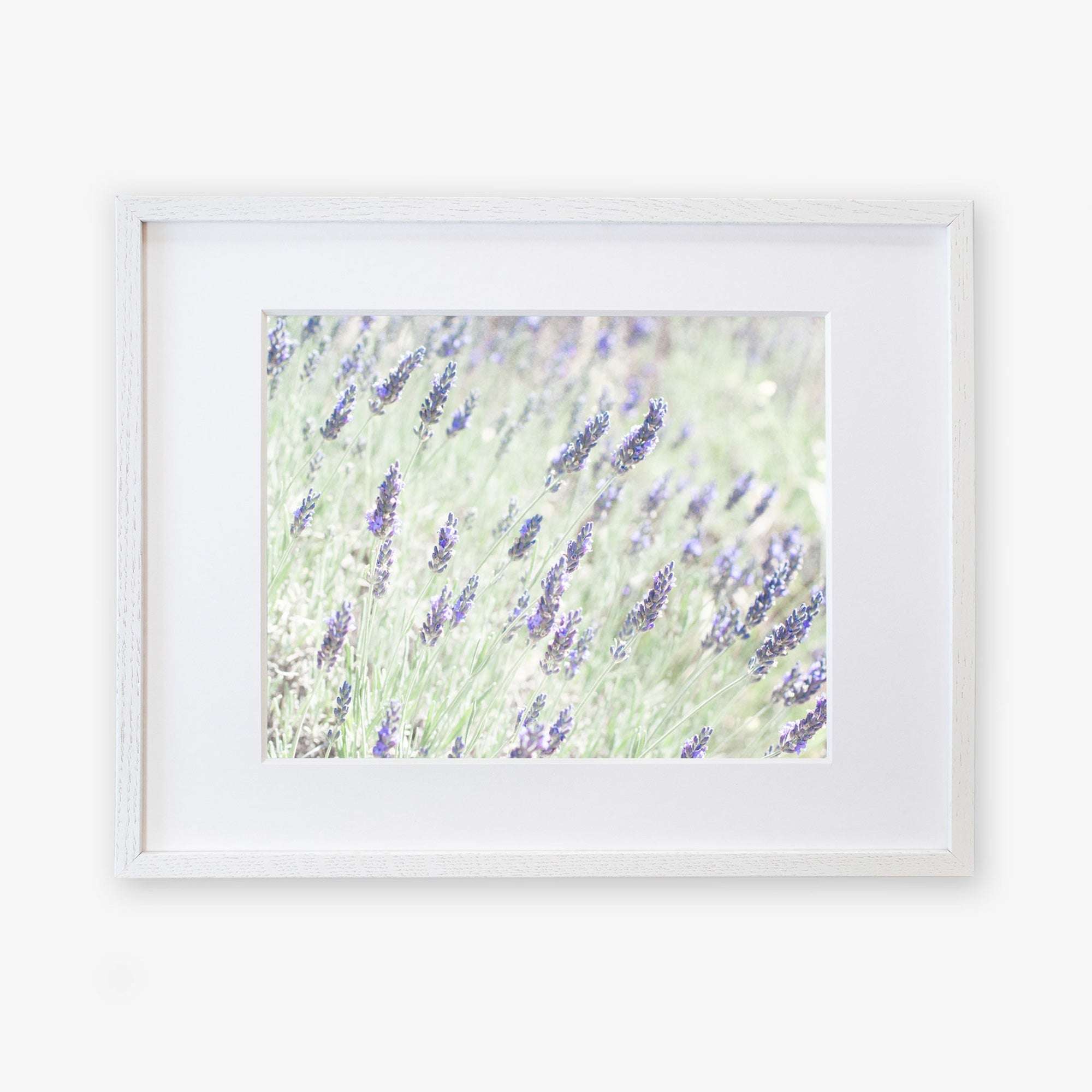 A framed photograph of a Floral Purple Print, &#39;Lavender for LaLa&#39; by Offley Green, depicting a lavender field focused on several violet lavender blossoms against a softly blurred green background. The frame is simple and white, printed on archival photographic paper.