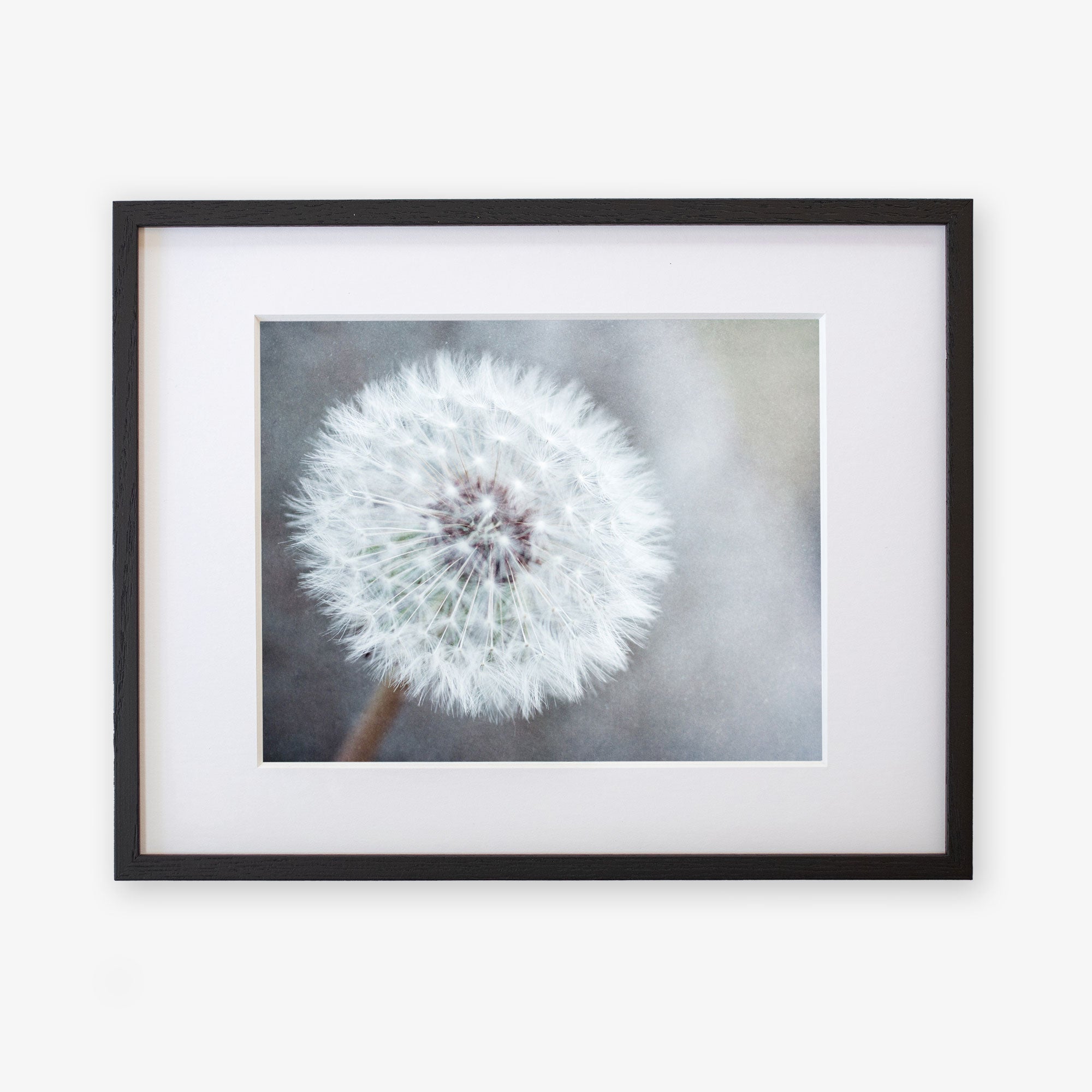 A framed photograph of a close-up view of a Neutral Grey Floral Print, &#39;Dandelion King&#39;, printed on archival photographic paper, displaying its delicate white tufts, with a black frame and white matting against a light Offley Green.
