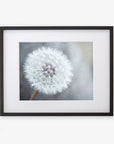 A framed photograph of a close-up view of a Neutral Grey Floral Print, 'Dandelion King', printed on archival photographic paper, displaying its delicate white tufts, with a black frame and white matting against a light Offley Green.