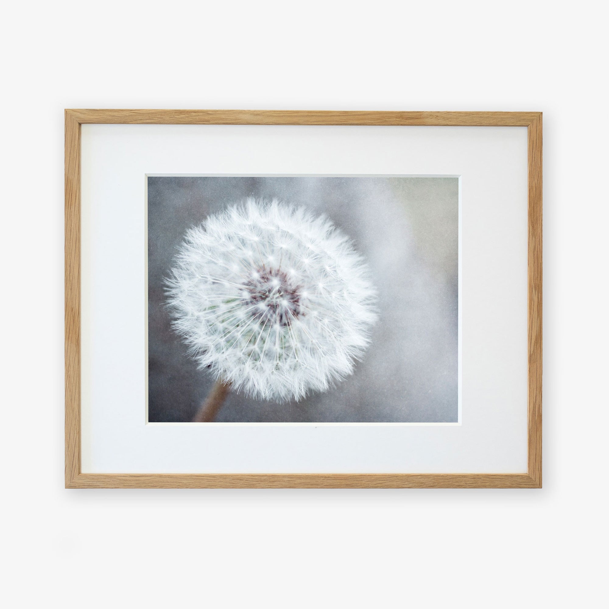 A framed Neutral Grey Floral Print, &#39;Dandelion King&#39; photograph of a dandelion seed head, with intricate details of its fluffy white seeds, printed on archival photographic paper, displayed against a soft focus gray background, encased in a light wooden frame by Offley Green.