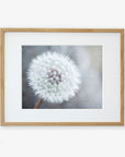 A framed Neutral Grey Floral Print, 'Dandelion King' photograph of a dandelion seed head, with intricate details of its fluffy white seeds, printed on archival photographic paper, displayed against a soft focus gray background, encased in a light wooden frame by Offley Green.