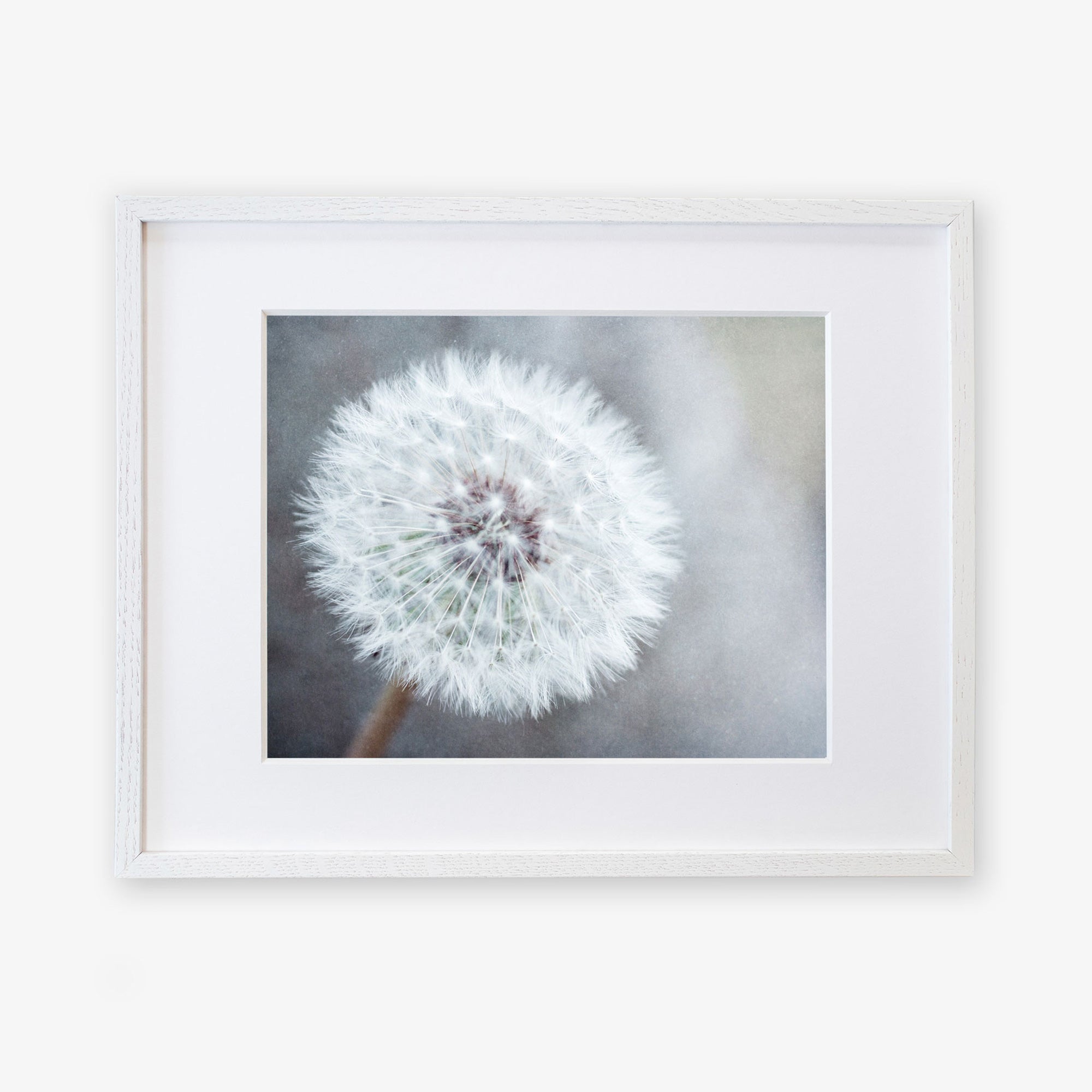 A framed photograph of a Neutral Grey Floral Print, &#39;Dandelion King&#39;, printed on archival photographic paper, showing detailed white fluffy seeds against a soft gray background, displayed in a white frame from Offley Green.