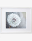 A framed photograph of a Neutral Grey Floral Print, 'Dandelion King', printed on archival photographic paper, showing detailed white fluffy seeds against a soft gray background, displayed in a white frame from Offley Green.