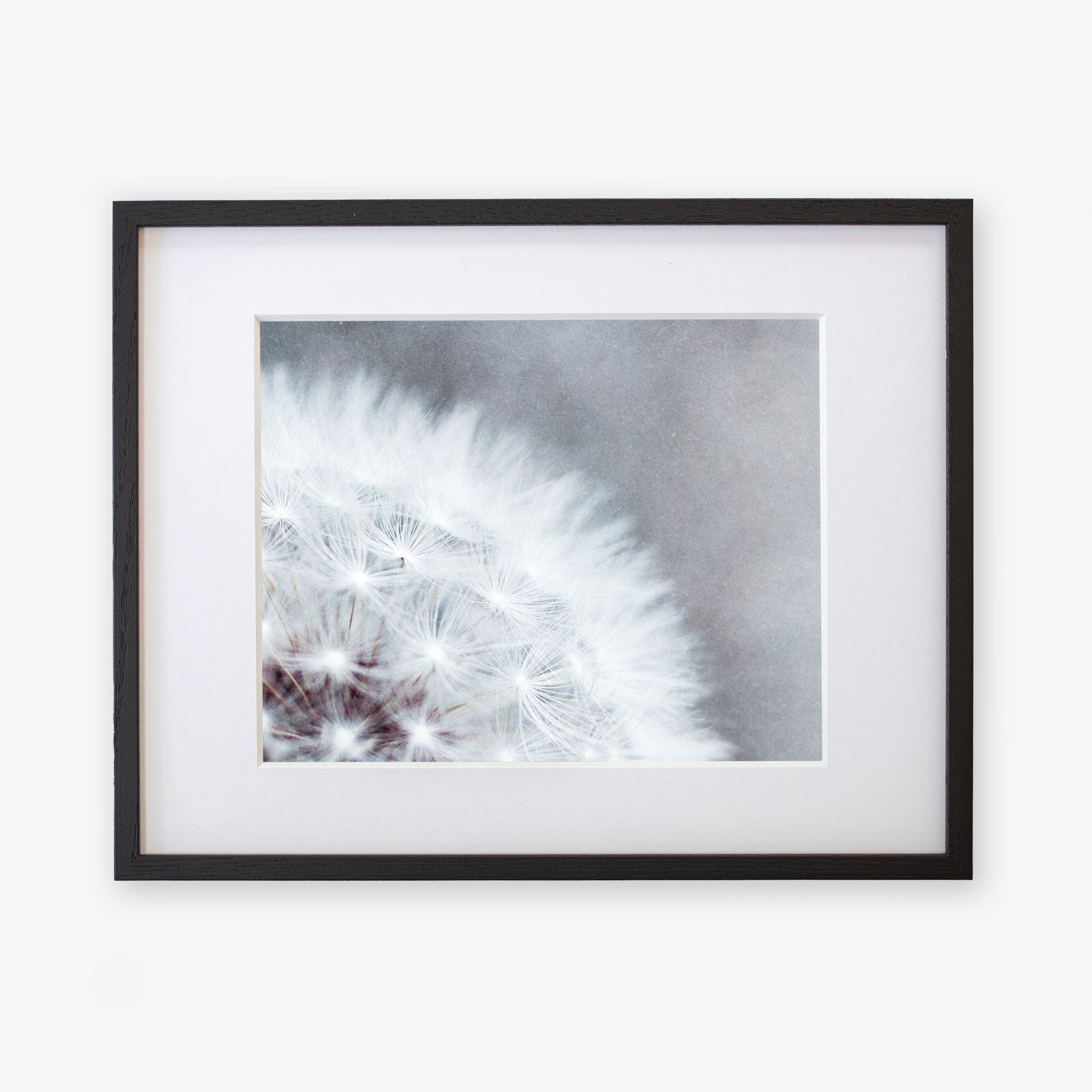 A framed Grey Botanical Print, &#39;Dandelion Queen&#39; by Offley Green, featuring a close-up view of a dandelion tuft with delicate white filaments against a soft, blurred background. The frame is dark with a white mat border.