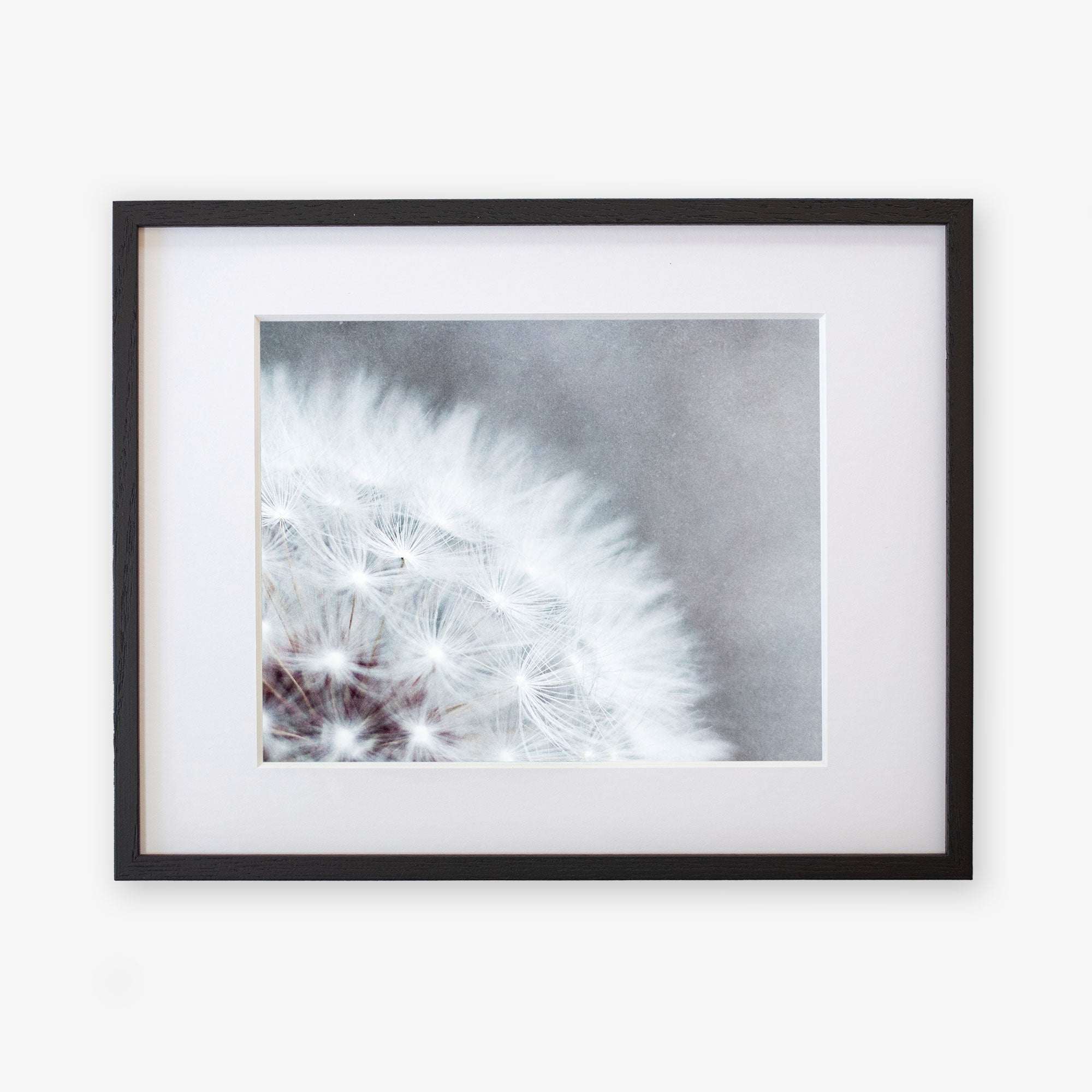 A framed Grey Botanical Print, &#39;Dandelion Queen&#39; by Offley Green, featuring a close-up view of a dandelion tuft with delicate white filaments against a soft, blurred background. The frame is dark with a white mat border.