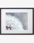 A framed Grey Botanical Print, 'Dandelion Queen' by Offley Green, featuring a close-up view of a dandelion tuft with delicate white filaments against a soft, blurred background. The frame is dark with a white mat border.