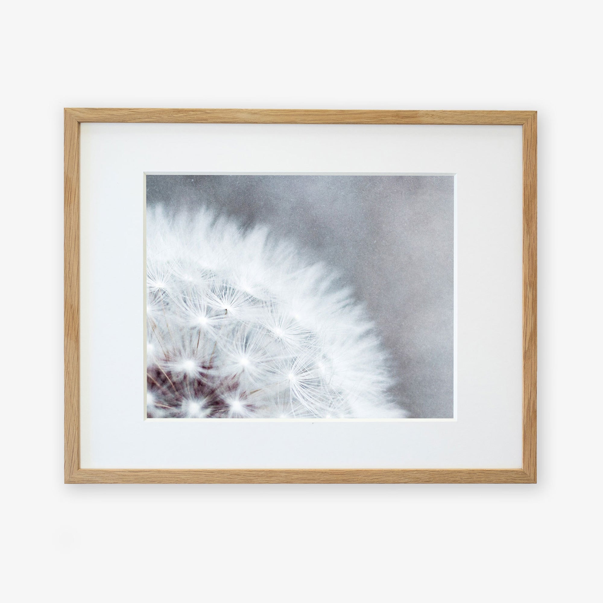 A framed Grey Botanical Print, &#39;Dandelion Queen&#39; by Offley Green, displaying delicate white fluff and seeds of a dandelion tuft, mounted on a wall with a light wooden frame and white matte border.