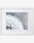 A close-up photograph of a Grey Botanical Print, 'Dandelion Queen', displayed in a white frame against a white background. The seed head is detailed, showing the delicate, feathery seeds by Offley Green.