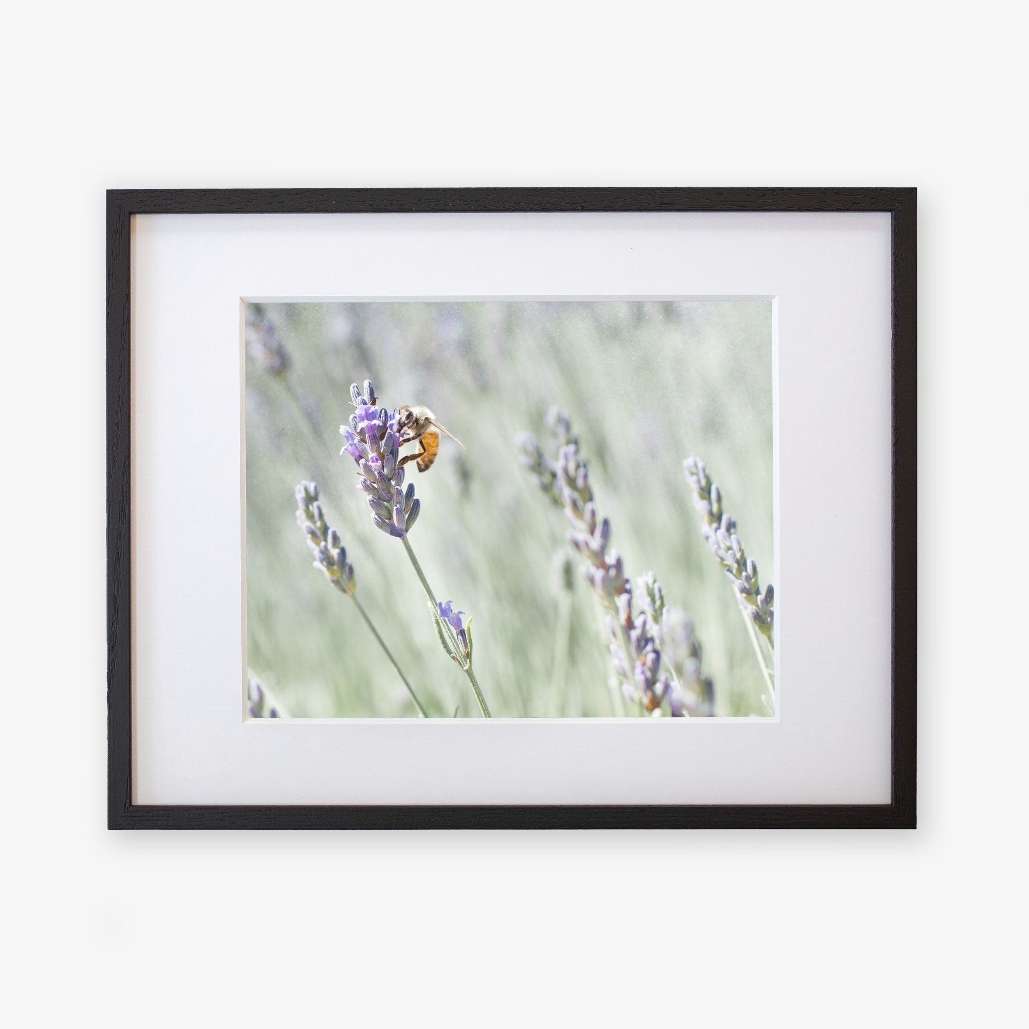 A framed photograph depicting a bee collecting nectar from purple lavender flowers on an archival photographic paper, with a soft-focus background highlighting the natural setting. This is the Rustic Floral Print, &#39;Lavender for Bees&#39; by Offley Green.