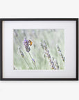 A framed photograph depicting a bee collecting nectar from purple lavender flowers on an archival photographic paper, with a soft-focus background highlighting the natural setting. This is the Rustic Floral Print, 'Lavender for Bees' by Offley Green.