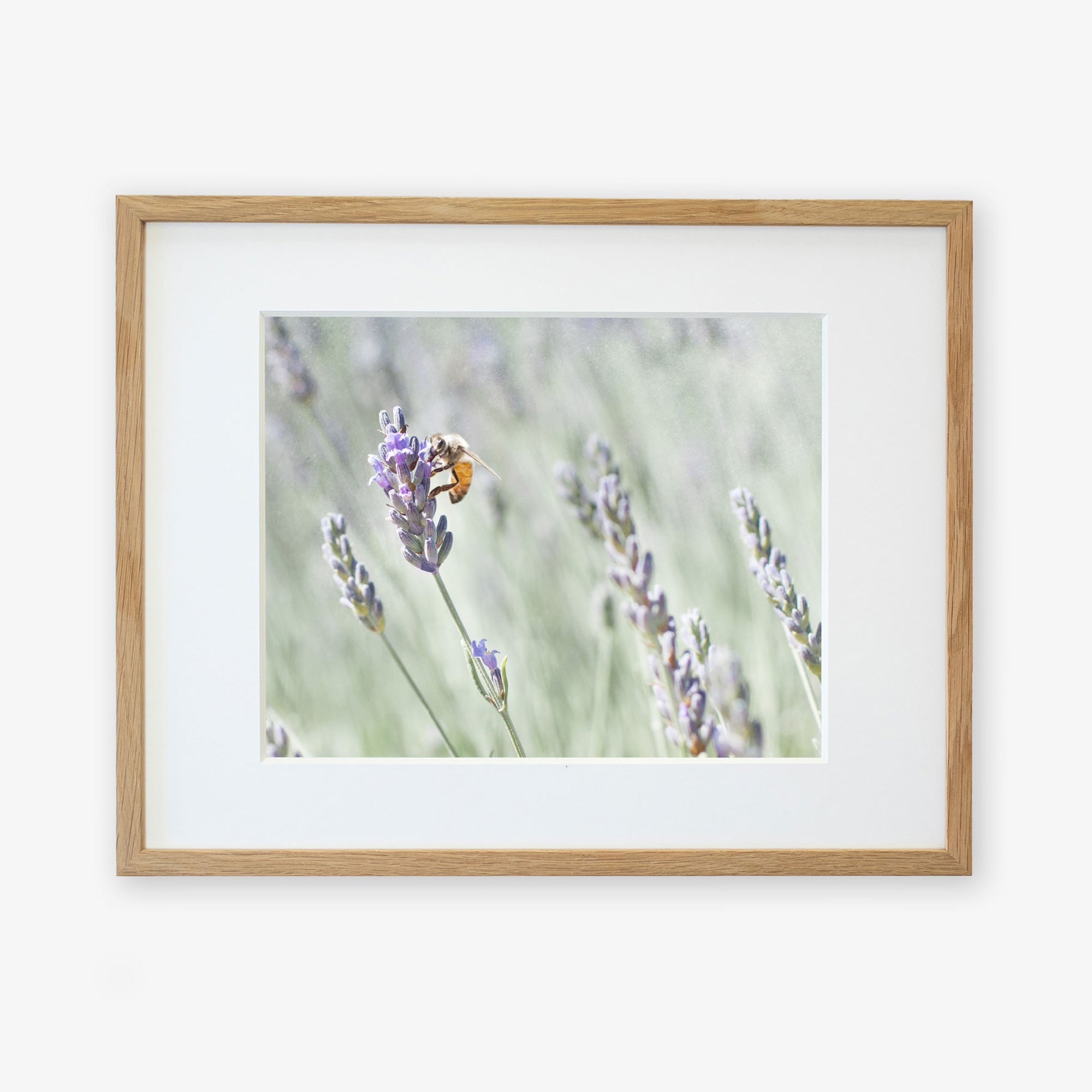 A framed photograph of a Rustic Floral Print, &#39;Lavender for Bees&#39; by Offley Green, emphasizing the bee&#39;s detailed texture and the soft purple hues of the lavender, printed on archival photographic paper and mounted as wall art.