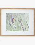 A framed photograph of a Rustic Floral Print, 'Lavender for Bees' by Offley Green, emphasizing the bee's detailed texture and the soft purple hues of the lavender, printed on archival photographic paper and mounted as wall art.