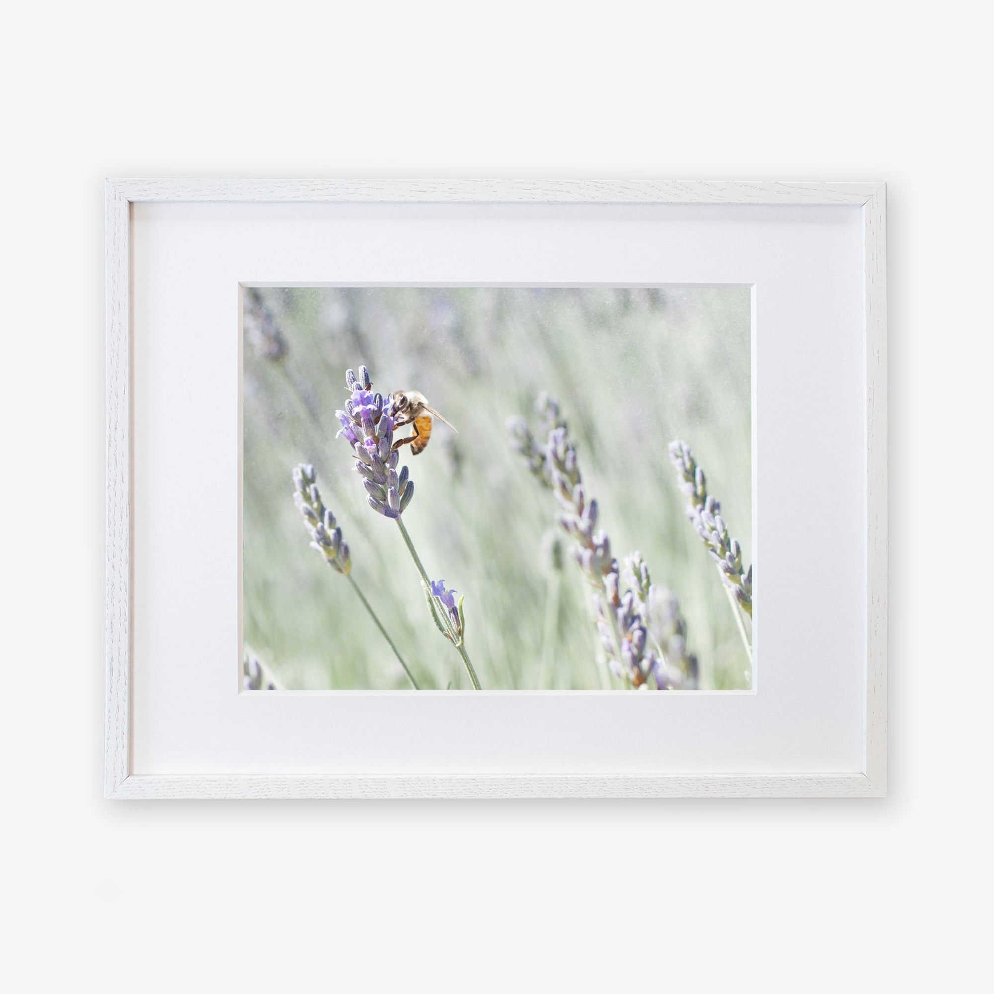 A framed photograph displaying a close-up view of a bee perched on lavender flowers at a lavender farm with a soft, blurred background - Offley Green's Rustic Floral Print, 'Lavender for Bees.'
