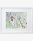A framed photograph displaying a close-up view of a bee perched on lavender flowers at a lavender farm with a soft, blurred background - Offley Green's Rustic Floral Print, 'Lavender for Bees.'