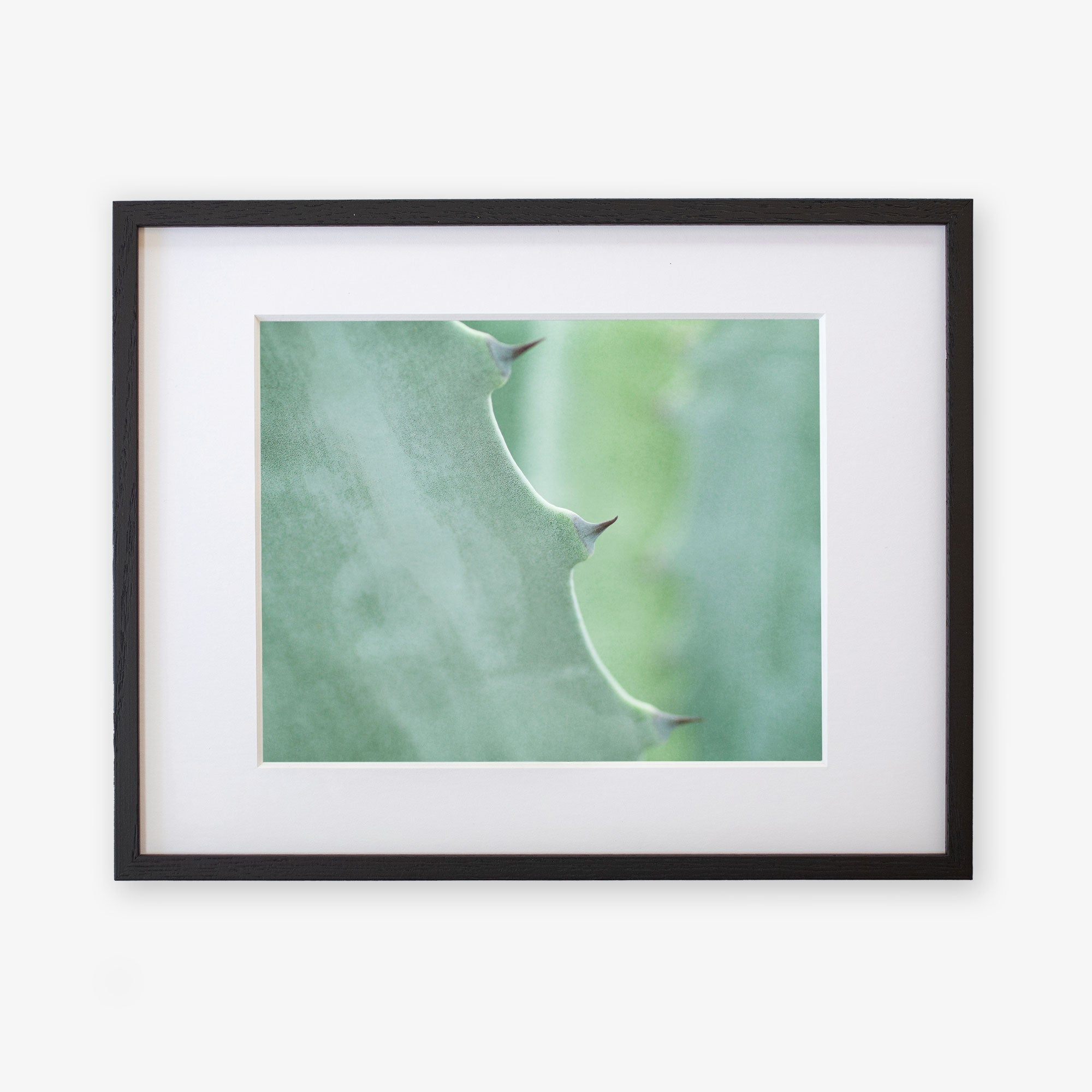 A close-up photograph of a Mint Green Botanical Print, &#39;Aloe Vera Spikes&#39; by Offley Green, printed on archival photographic paper, against a white background.