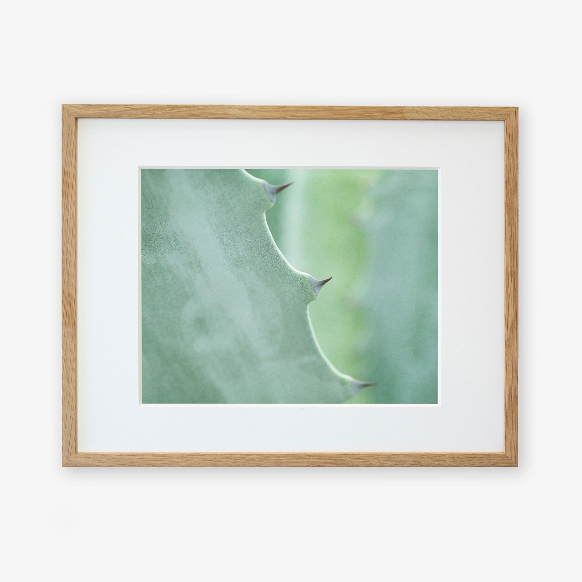 A framed Mint Green Botanical Print of a close-up view of an Aloe Vera plant leaf with sharp thorns, with a blurred green background, mounted on a white wall by Offley Green.