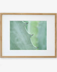 A framed Mint Green Botanical Print of a close-up view of an Aloe Vera plant leaf with sharp thorns, with a blurred green background, mounted on a white wall by Offley Green.
