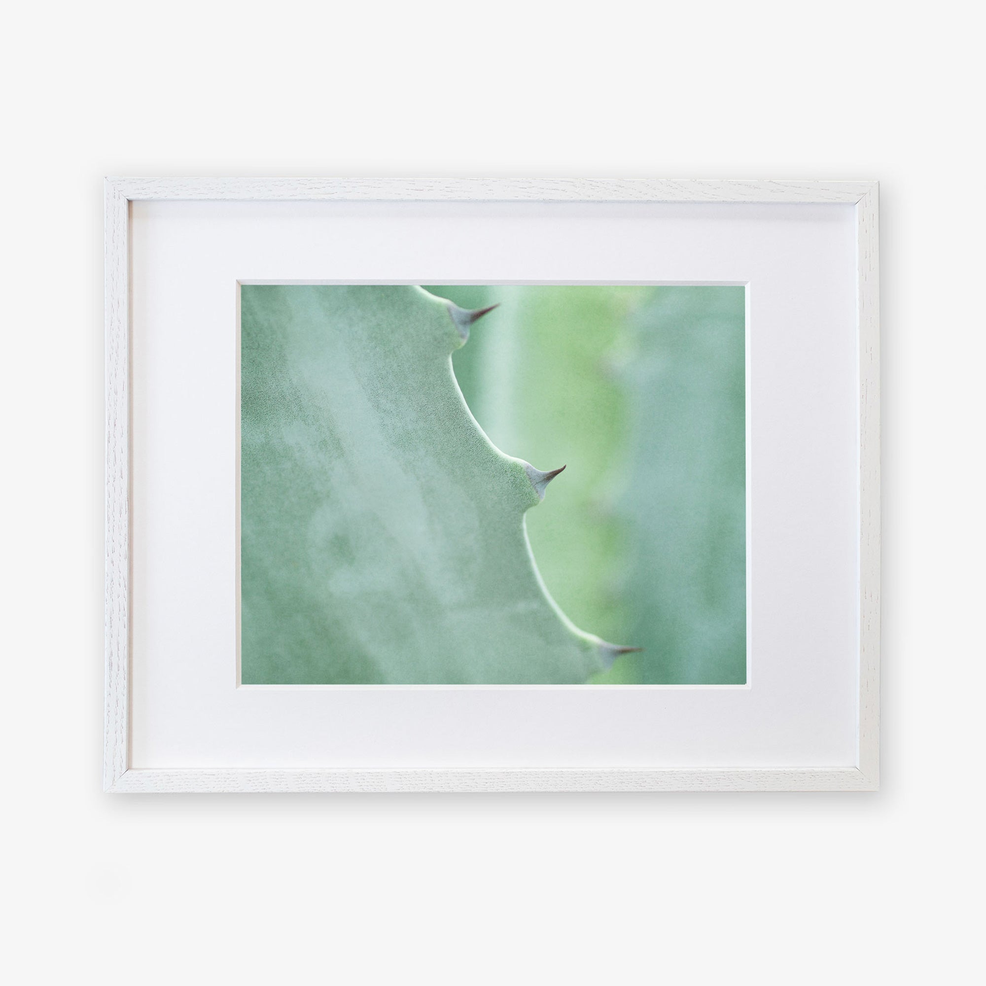 A close-up photo of an Offley Green Mint Green Botanical Print, &#39;Aloe Vera Spikes&#39; leaf, showing its green surface and thorny edges, printed on archival photographic paper against a white background.