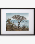 Unframed picture of a California Landscape Art in Big Sur, 'Wind Blown Tree' by Offley Green, featuring a windswept tree against a backdrop of the sea and distant islands, displayed on a white background.