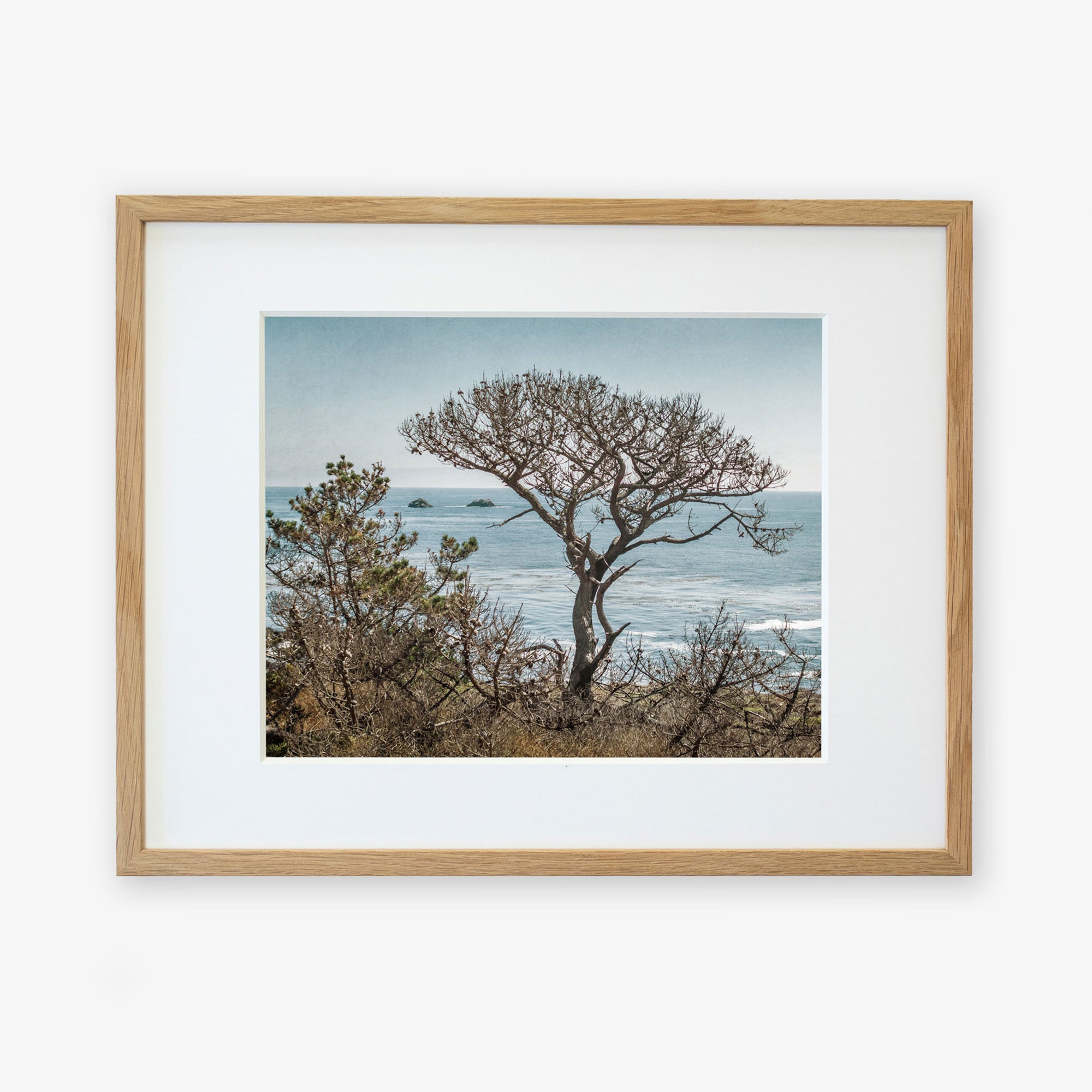 An unframed photograph of a solitary tree with a sprawling canopy, overlooking a serene ocean with distant islands, printed on archival photographic paper against a white background from Offley Green's California Landscape Art in Big Sur, 'Wind Blown Tree'.