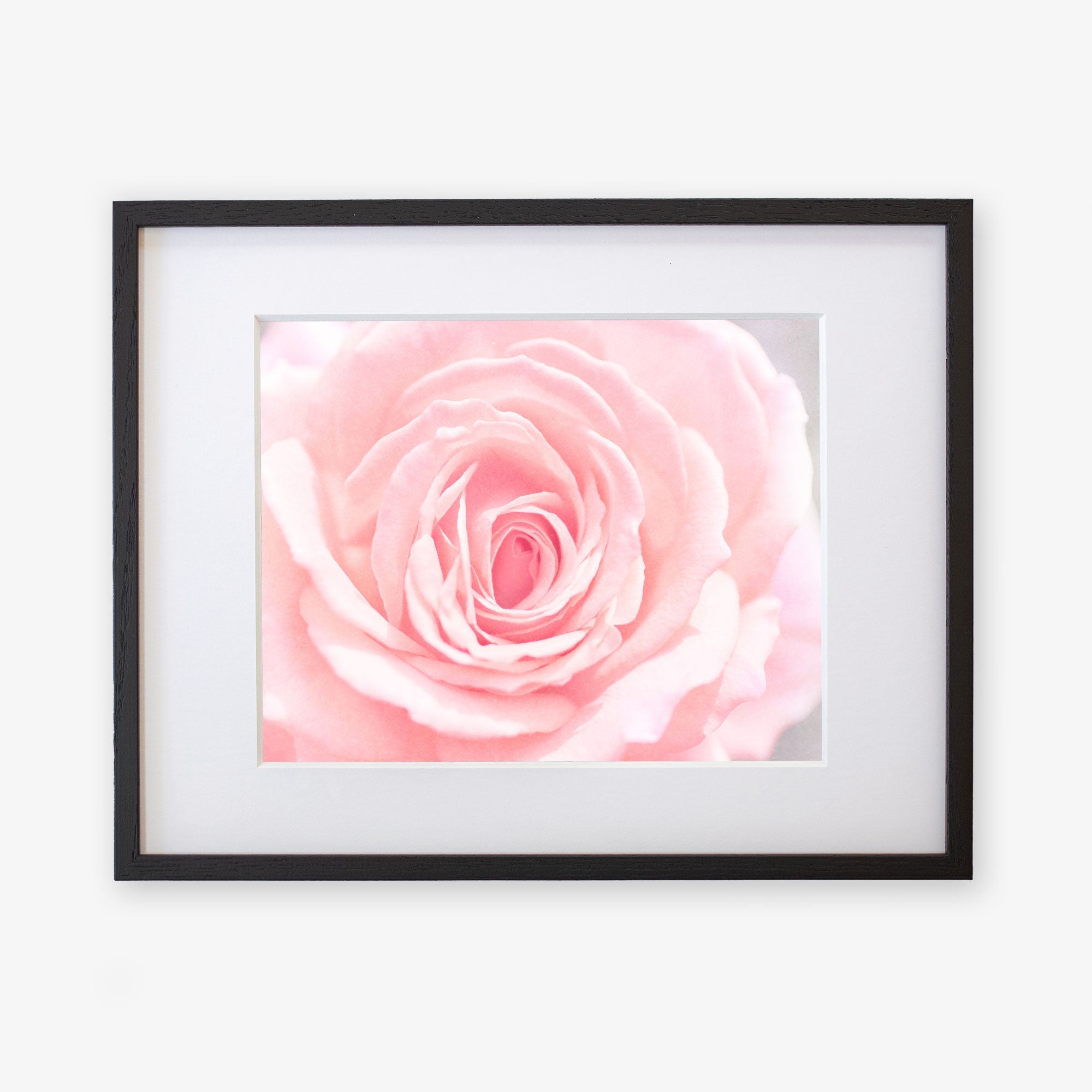 A framed Pink Rose Print of a close-up view of a soft pink rose in bloom, with delicate petals unfurling at the center, set against a white background by Offley Green.