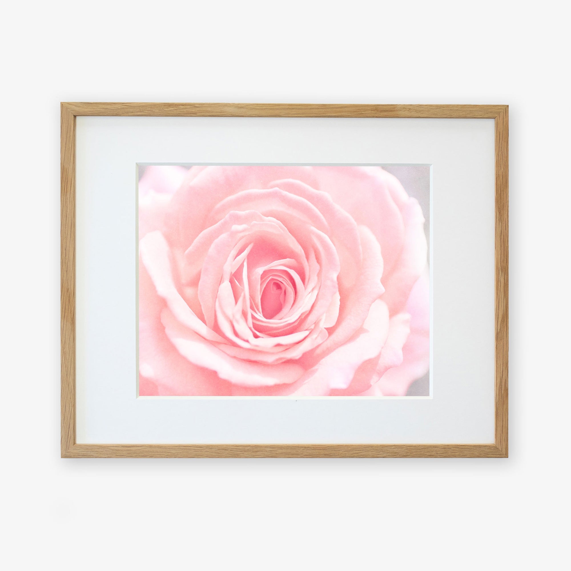 A framed Pink and Shabby print of a close-up view of a delicate pink rose in bloom with soft focus, highlighting the intricate details of its petals, displayed in a light wooden frame by Offley Green.