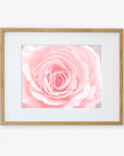 A framed Pink and Shabby print of a close-up view of a delicate pink rose in bloom with soft focus, highlighting the intricate details of its petals, displayed in a light wooden frame by Offley Green.