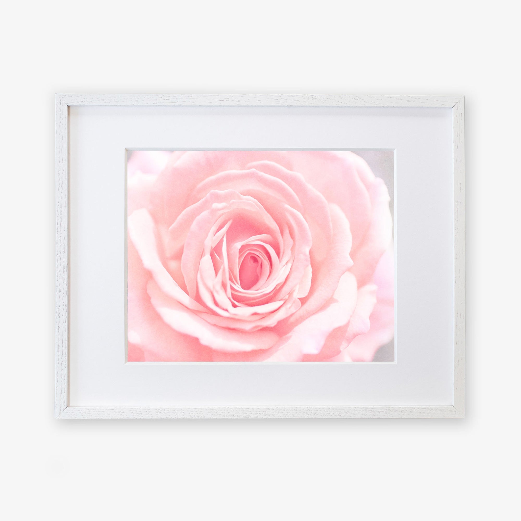 A framed Pink Rose Print, &#39;Pink and Shabby&#39; by Offley Green, displaying a delicate pink rose in bloom, centered and prominently displayed against a soft white background, on archival photographic paper in a simple white frame.